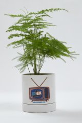 ALC アレキサンダーリーチャン 40%OFF "ELECT PLANTS POT"